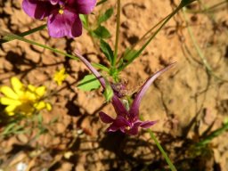 Diascia