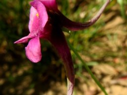 Diascia whiteheadii spurs
