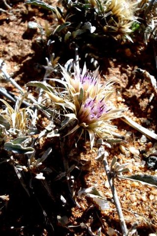 Dicoma capensis or karmedik