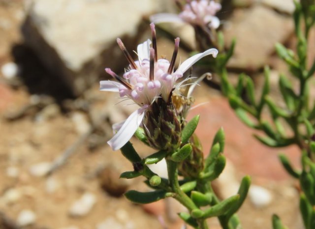 Dicoma fruticosa flowerhead
