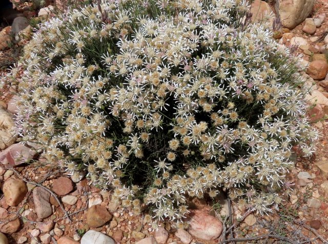 Dicoma picta rounded bush