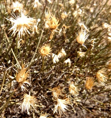 Dicoma picta after the feast