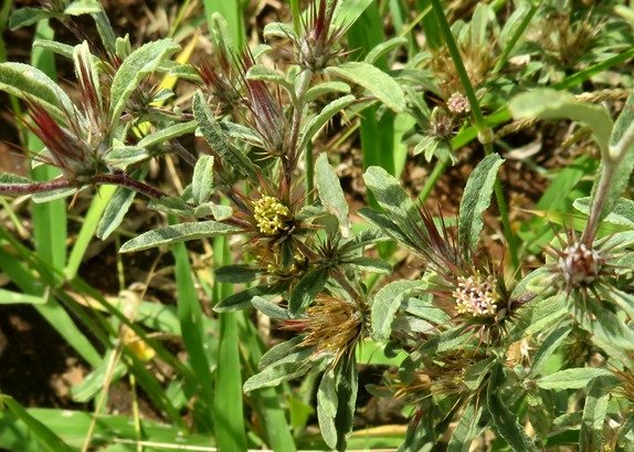 Dicoma tomentosa flowering