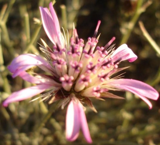 Dicoma picta flowerhead
