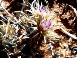 Dicoma capensis or karmedik