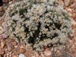 Dicoma picta rounded bush
