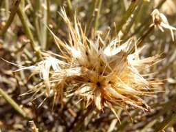 Dicoma picta flowerhead that was
