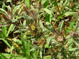 Dicoma tomentosa flowering