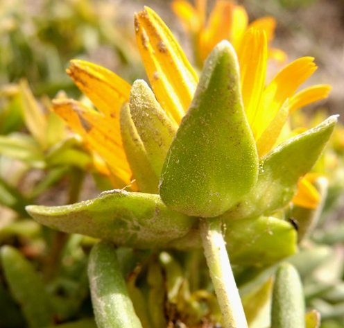 Didelta carnosa var. carnosa flowerhead from below