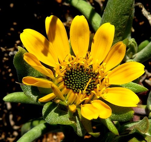 Didelta carnosa var. carnosa flowerhead