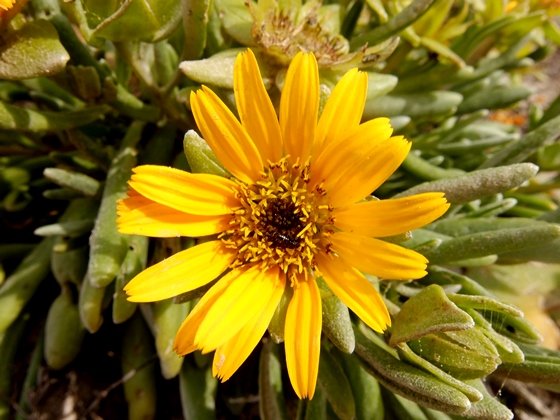 Didelta carnosa var. carnosa older flowerhead