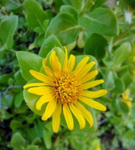 Didelta spinosa