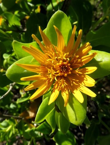 Didelta spinosa open disc florets