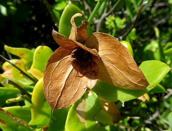 Didelta spinosa dry bracts