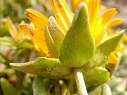 Didelta carnosa var. carnosa flowerhead from below
