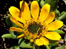 Didelta carnosa var. carnosa flowerhead