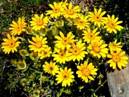 Didelta carnosa var. tomentosa