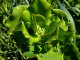 Didelta spinosa stem-tip leaves