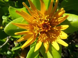 Didelta spinosa open disc florets