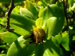 Didelta spinosa flowerhead receptacle