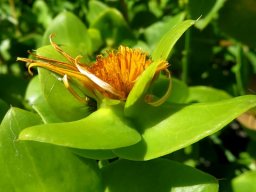 Didelta spinosa flowerhead when the end is near