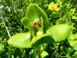 Didelta spinosa erect and spreading bracts