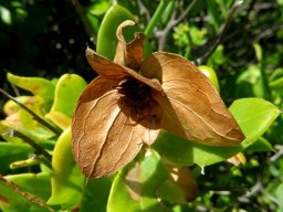 Didelta spinosa dry bracts