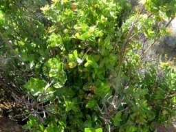 Didelta spinosa shrub