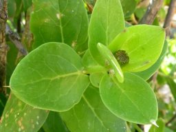 Didelta spinosa leaves