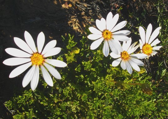 Dimorphotheca cuneata