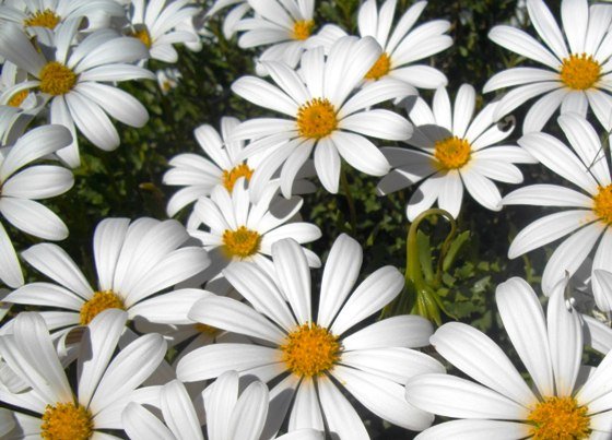 Dimorphotheca cuneata daisies