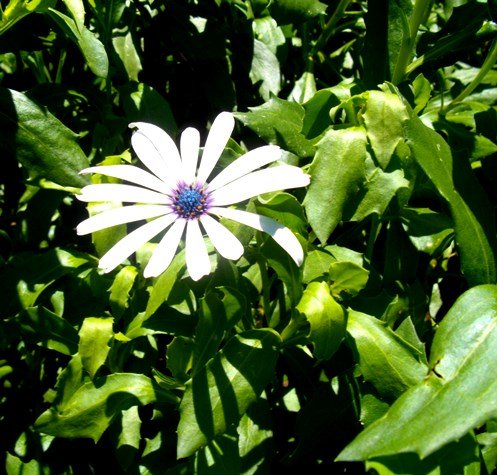 Dimorphotheca