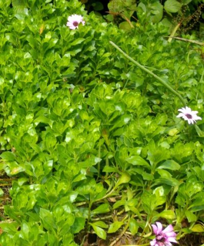 Dimorphotheca ecklonis forming a mat