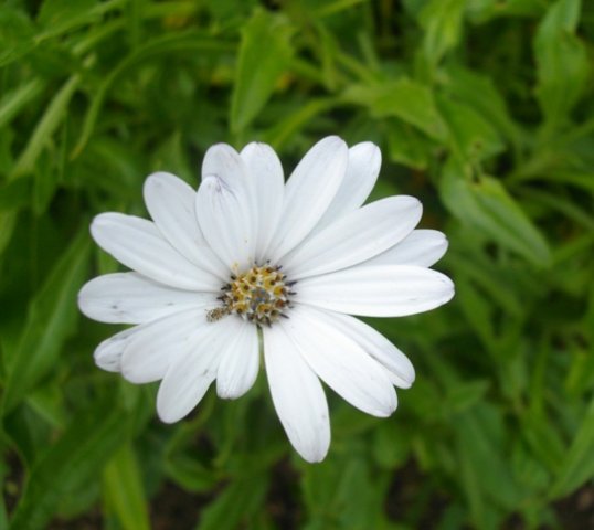 Dimorphotheca jucunda