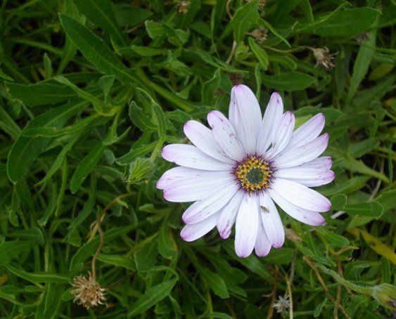 Dimorphotheca jucunda but not pink