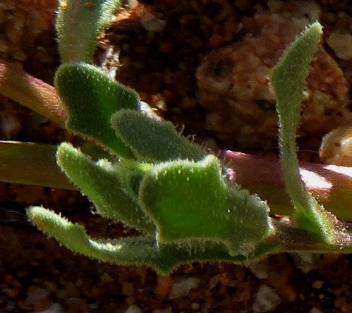 Dimorphotheca sinuata leaves