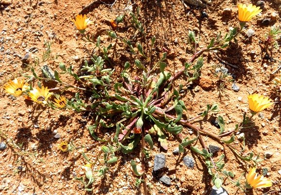 Dimorphotheca sinuata sprawling and dry