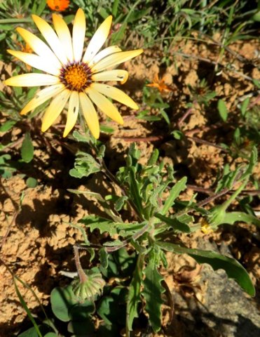 Dimorphotheca sinuata 