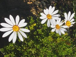 Dimorphotheca