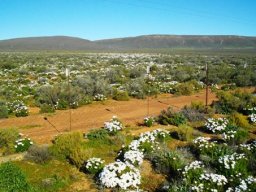 Dimorphotheca cuneata in the Karoo near Touws River