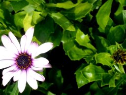 Dimorphotheca ecklonis