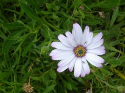 Dimorphotheca jucunda but not pink