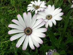 Dimorphotheca jucunda flowering over massed leaves