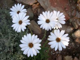 Dimorphotheca nudicaulis