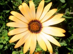 Dimorphotheca sinuata flowerhead