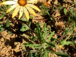 Dimorphotheca sinuata 