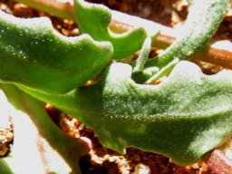 Dimorphotheca sinuata leaf backs