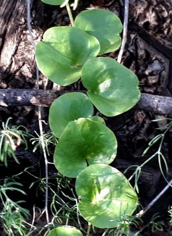 Dioscorea elephantipes leaves
