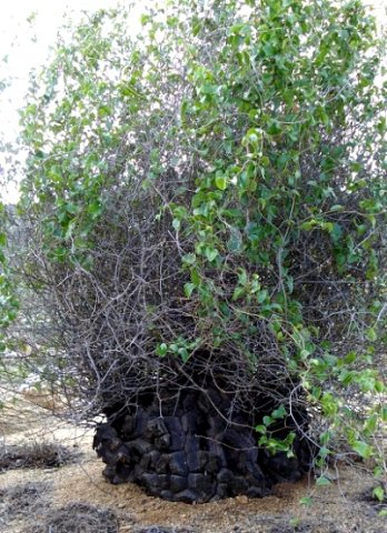 Dioscorea elephantipes