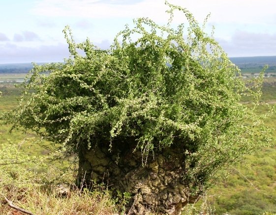 Dioscorea elephantipes near Mapungubwe